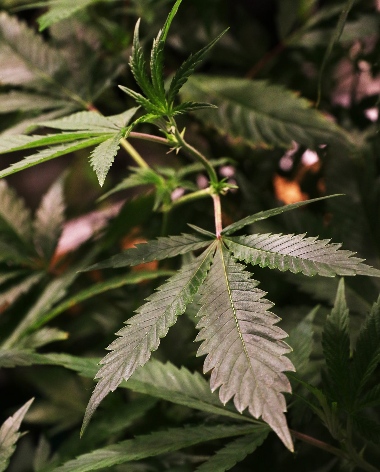 091216-In-Grow-Farms-004